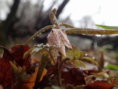 濡れながらも開いていたミノコバイモ