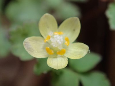 トウゴクサバノオにも水滴が