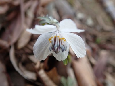 resizeP3213846.jpg (94.78 KiB) 閲覧された回数 5962 回 今まで知らなかっただけ?かなり広範囲にあるようだ