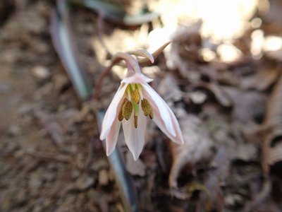 resizeP3213869.jpg (103.15 KiB) 閲覧された回数 5962 回 登る時は閉じていたけど