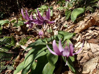 resizeP3263931.jpg (207.78 KiB) 閲覧された回数 4167 回 カタクリは足の置き場に困るほど