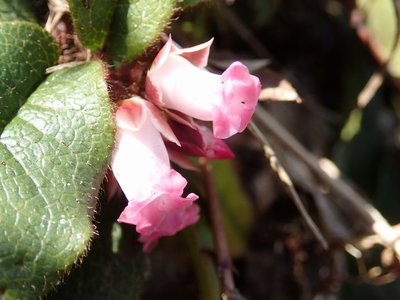 resizeP3263945.jpg (124.16 KiB) 閲覧された回数 4167 回 イワナシって初めて見たような