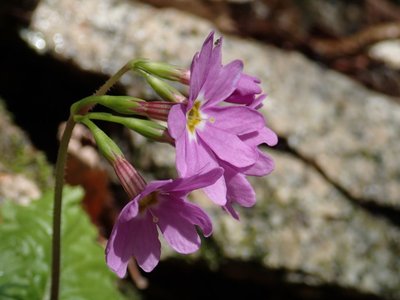 resizeP4094232.jpg (108.43 KiB) 閲覧された回数 3373 回 今日の主目的