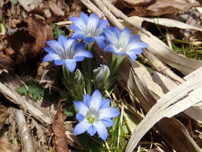 resizeP4094236.jpg (172.4 KiB) 閲覧された回数 3376 回 大好きなハルリンドウも