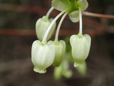 自宅の庭でドウダンが咲き始めました。