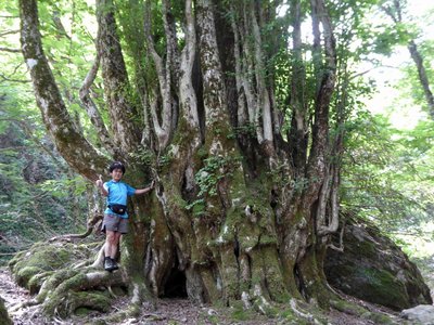 甲森谷最大のカツラの木と私