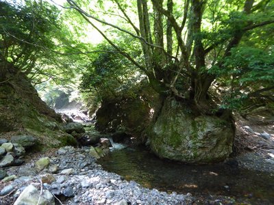 P1020863.JPG (319.4 KiB) 閲覧された回数 7657 回 ようやく甲森谷出合に到着します