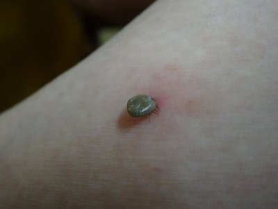 DSC06416.jpg (44.62 KiB) 閲覧された回数 4934 回 くらいついているダニ