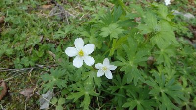 廃村杉集落のニリンソウ