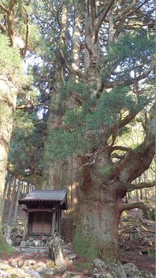 地蔵峠のビックリポン巨杉
