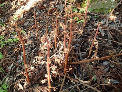 来週辺り開花？