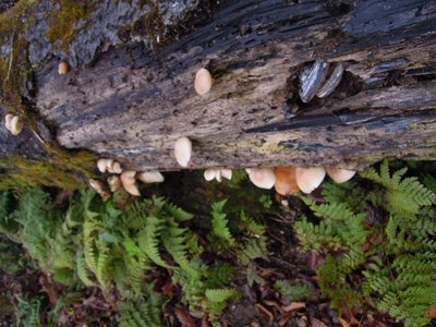 ブナシメジの倒木。