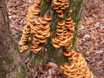 mn.JPG (488.23 KiB) 閲覧された回数 4531 回 鈴鹿南部某所 ミズナラ立枯れ