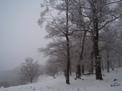 桧塚東峰のダイラからの眺望もナシ。