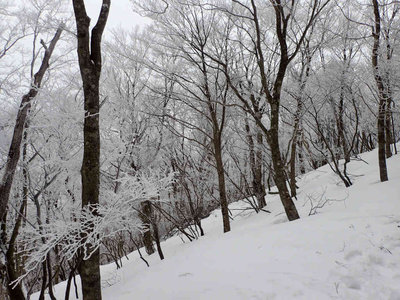 P2190128.jpg (111.22 KiB) 閲覧された回数 5760 回 感じのいいブナ林