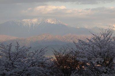 桜と仙丈岳