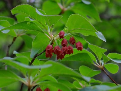 resizeDSCF0724.jpg (154.64 KiB) 閲覧された回数 6820 回 大好きなベニドウダン