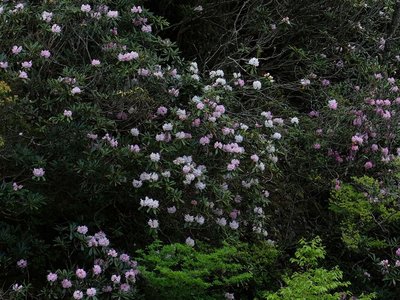 resizeDSCF0744.jpg (308.95 KiB) 閲覧された回数 6822 回 シャクナゲ渓