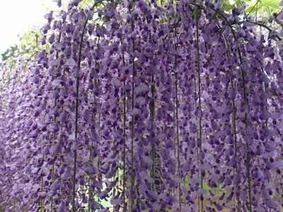 resizeDSCF0770.jpg (275.56 KiB) 閲覧された回数 6821 回 見頃の藤棚