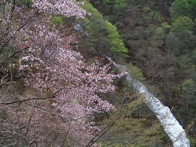 明るくなるにつれ、山桜のピンクと周りの新緑の色も美しく映えてきた。