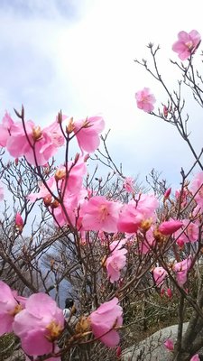 14107891.jpg (517.32 KiB) 閲覧された回数 3626 回 アカヤシオ