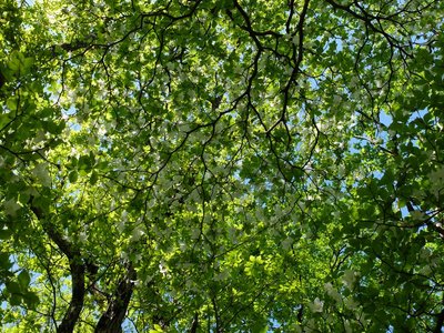 resizeDSCF1034.jpg (381.45 KiB) 閲覧された回数 4871 回 これだけ咲いていればまあまあだろうか?