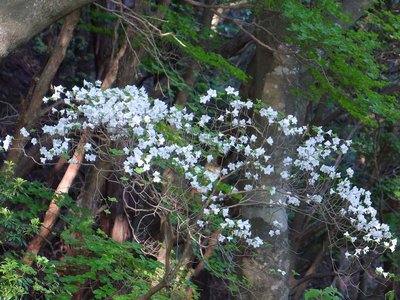 resizeDSCF1132.jpg (262.57 KiB) 閲覧された回数 7862 回 やたらと花が目立つシロヤシオ