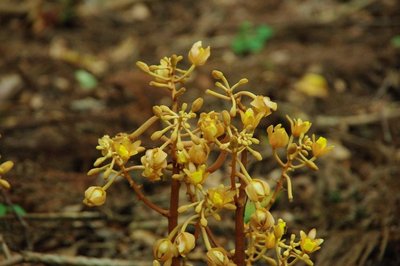 resizeIMGP5321.jpg (117.44 KiB) 閲覧された回数 8429 回 この辺りでは初めて見たツチアケビ