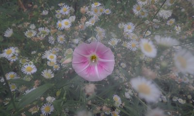 田んぼの草刈り中、土手にて