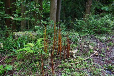 20170910　室生火山群にて