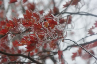 モミジと霧氷