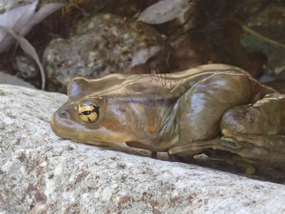 P4050021.jpg (90.29 KiB) 閲覧された回数 7391 回 お昼寝中邪魔してごめん