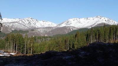 小白山~野伏ヶ岳の稜線を見ながら伐採地を登る