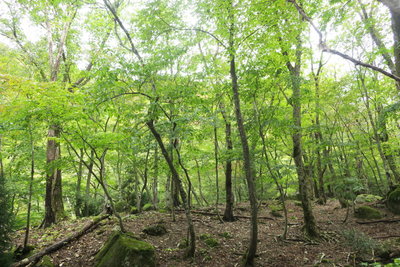 佐目子谷左岸の段丘の樹林