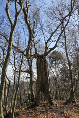 宇宙人が行く手を阻んだ