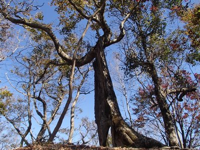 おいらは宇宙ブナだぞー！<br /><br />山を歩いてると空洞化したブナを見かけることがあります。<br />おそらくは空洞化したブナ大樹の上半身と外周部分のほとんどを失ってなお、しぶとく生き抜いているのでしょう。