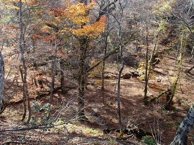 県境稜線20ｍ下のパラダイス。