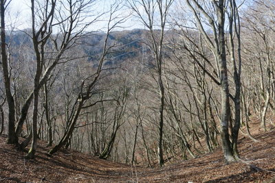 丹波側斜面はこういう感じ