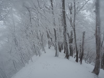薊岳の北東尾根<br />霧氷で化粧された西側斜面