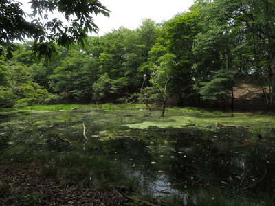 同じ池の７月の情景