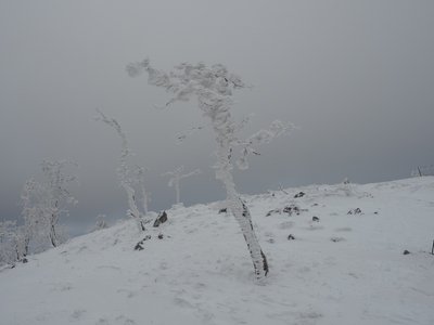 奥ノ平にて<br />畸形の霧氷をまとう樹