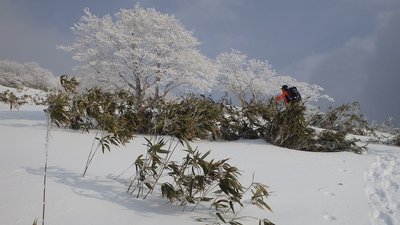 ｢雪桜」の雪原を行く