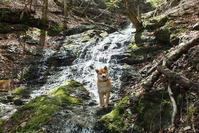 DSCF1232.jpg (262.65 KiB) 閲覧された回数 6225 回 ワサビ谷で水遊び