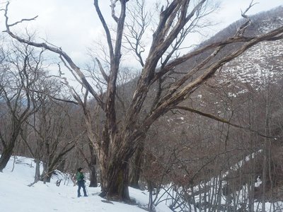 イッタンボウソウのすぐ上の大樹