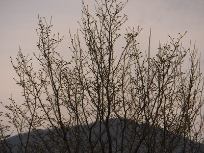 羽子板尾根のタムシバのつぼみ。背景は高見山山頂。