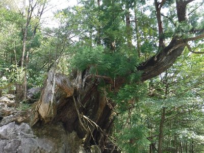巨大な杉の古木