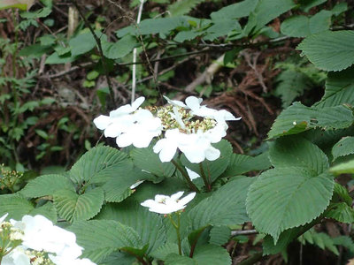入渓口に咲いていたヤブデマリの花