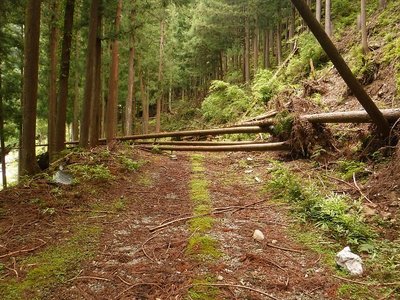 20190609-22.jpg (196.34 KiB) 閲覧された回数 4279 回 里川西の倒木