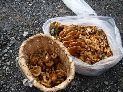 DSCF0456.JPG (364.64 KiB) 閲覧された回数 5526 回 ナメコ