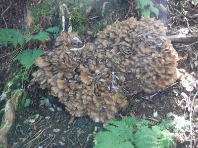 DSCF2465.JPG (307.79 KiB) 閲覧された回数 5489 回 マイタケ